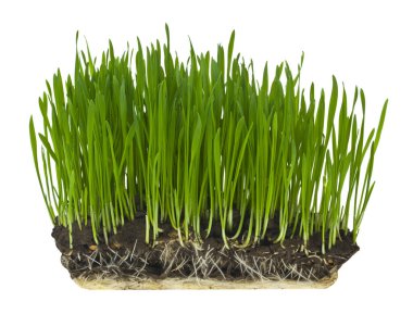 Yeşil çimenler beyaz arka planda izole edilmiş. Tasarım için detaylar. Tasarım elemanları. Makro. Kartvizitler, kartpostallar ve posterler için arka plan.