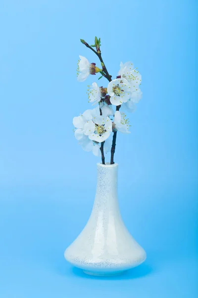 Λουλούδια Βερίκοκα Ένα Λευκό Βάζο Μπλε Φόντο Από Κοντά Λεπτομέρεια — Φωτογραφία Αρχείου