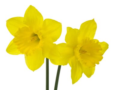 Sarı çiçekli nergisler beyaz arka planda izole edilmiş. Tasarım ayrıntıları. Tasarım elemanları. Makro.