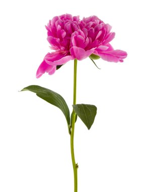 Beyaz arka planda izole edilmiş pembe şakayık çiçeği tasarım için detaylar. Tasarım elemanları. Makro. Tam odaklanma. Kartvizitler, kartpostallar ve posterler için arka plan.