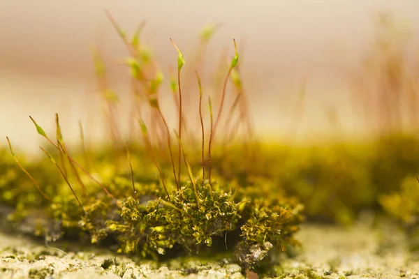 Mech Kamieniu Mech Naturalnej Przestrzeni Szczegół Projektu Elementy Konstrukcyjne Makro — Zdjęcie stockowe