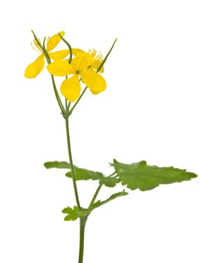 Sarı selandin çiçekleri beyaz arka planda izole edilmiş. İlaç fabrikası. Tasarım ayrıntıları. Tasarım elemanları. Makro.