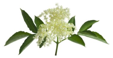 Mürver çiçekleri beyaz arka planda izole edilmiş. Tasarım ayrıntıları. Tasarım elemanları. Makro. Kartvizitler, kartpostallar ve posterler için arka plan. 