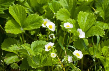 Güneşli bir günde organik bir çiftlikte çilek çalısı. Bahçede çiçek açan çileklerden oluşan bir yatak beyaz çilek çiçekleri. Tasarım ayrıntıları. Tasarım elemanları. Makro. Kartvizitler, kartpostallar ve posterler için arka plan.