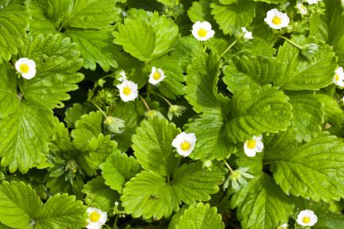 Güneşli bir günde organik bir çiftlikte çilek çalısı. Bahçede çiçek açan çileklerden oluşan bir yatak beyaz çilek çiçekleri. Tasarım ayrıntıları. Tasarım elemanları. Makro. Kartvizitler, kartpostallar ve posterler için arka plan.
