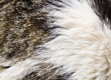 Arka plan olarak kedi kürkü dokusu. Tasarım ayrıntıları. Tasarım elemanları. Makro. Tam odaklanma. Kartvizitler, kartpostallar ve posterler için arka plan. 