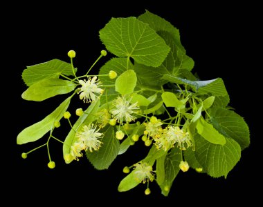 Linden çiçekleri siyah arka planda izole edilmiş. Tasarım ayrıntıları. Tasarım elemanları. Makro. Kartvizitler, kartpostallar ve posterler için arka plan. 