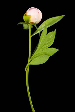 Siyah arka planda yalıtılmış şakayık çiçeği. Tasarım ayrıntıları. Tasarım elemanları. Makro. Kartvizitler, kartpostallar ve posterler için arka plan. 