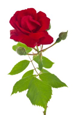 Kırmızı gül beyaz arkaplanda izole edilmiş. Tasarım ayrıntıları. Tasarım elemanları. Makro. Kartvizitler, kartpostallar ve posterler için arka plan. 