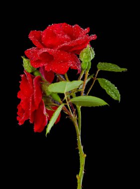 Su damlalarında kırmızı gül, siyah arkaplanda çiğ taneleri. Tasarım ayrıntıları. Tasarım elemanları. Makro. Kartvizitler, kartpostallar ve posterler için arka plan. 