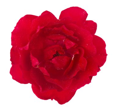 Kırmızı gül beyaz arkaplanda izole edilmiş. Yukarıdan bak. Tasarım ayrıntıları. Tasarım elemanları. Makro. Kartvizitler, kartpostallar ve posterler için arka plan. 