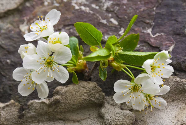 Flores Cerezo Sobre Fondo Granito Piedra Detalle Para Diseño Elementos — Foto de Stock