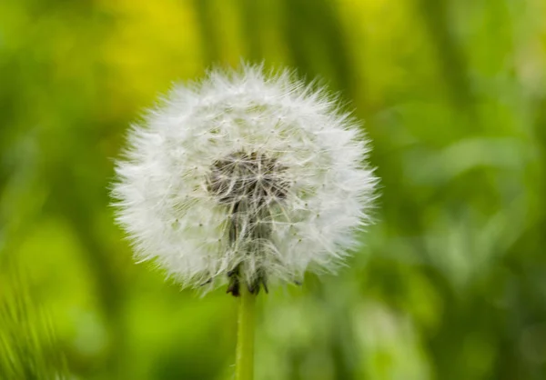 Fluffy Dandelion in Bloom. Dandelion Flowers Green Grass. Detail for design. Design elements. Macro. Background for business cards, postcards and posters.