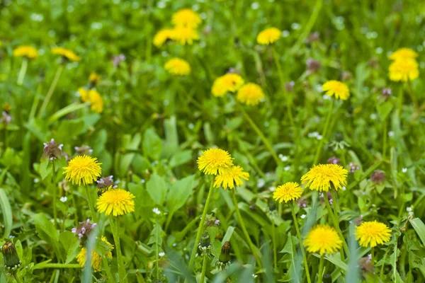 Цвіте Жовті Кульбаби Квіти Такакакум Офісінале Весняному Лузі Використовується Лікарська — стокове фото