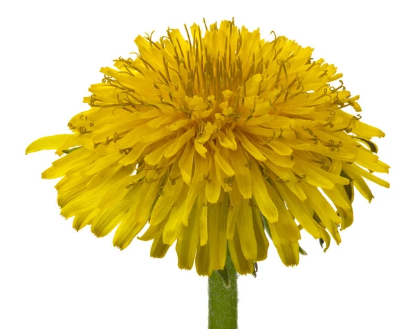 Blühende Gelbe Löwenzahnblüten Taraxacum Officinale Isoliert Auf Weißem Hintergrund Wird — Stockfoto