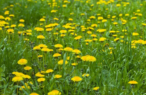 Virágzó Sárga Pitypang Virágok Taraxacum Officinale Egy Tavaszi Réten Gyógynövényként — Stock Fotó