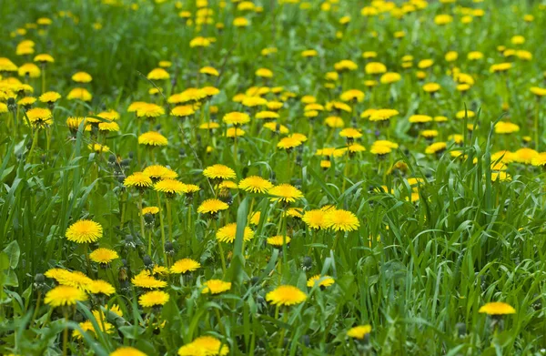 Fioritura Fiori Tarassaco Giallo Taraxacum Officinale Prato Primaverile Usato Come — Foto Stock