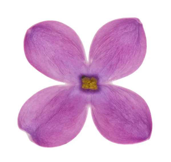 淡紫色的花朵在白色的背景上被隔离 设计的细节 设计元素 明信片和海报的背景 — 图库照片