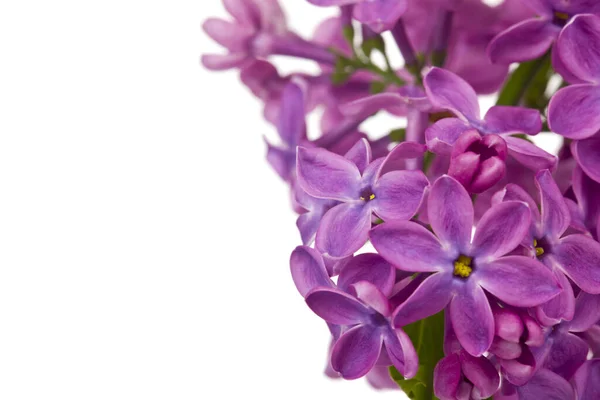 Flores Lila Aisladas Sobre Fondo Blanco Detalle Para Diseño Elementos — Foto de Stock