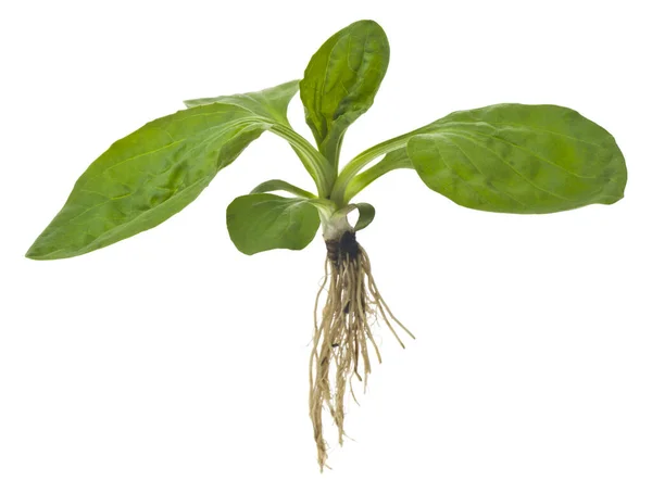 绿色的植物生长在兰科植物上 狭窄的叶子生长在白色的背景上 植物是治疗咳嗽和呼吸问题的天然草药 — 图库照片