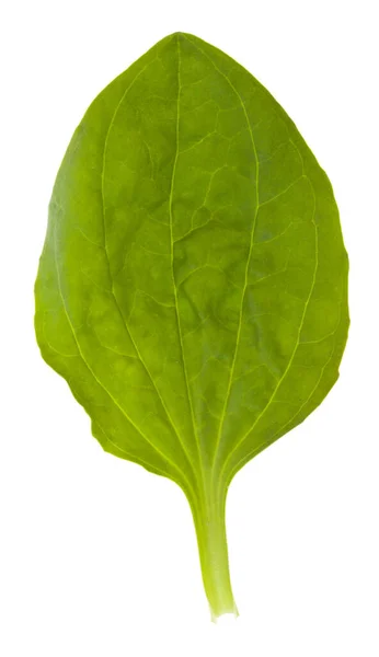 Grön Groblad Gräs Plantago Lanceolata Smal Blad Groblad Isolerad Vit — Stockfoto
