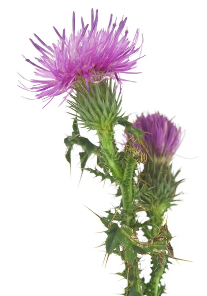 Milk Thistle Flowers Isolated White Background Medicinal Plant Detail Design — Stock Photo, Image