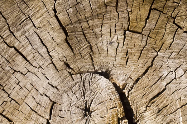 Texture Old Cut Tree Detail Design Design Elements Macro Full — Stock Photo, Image