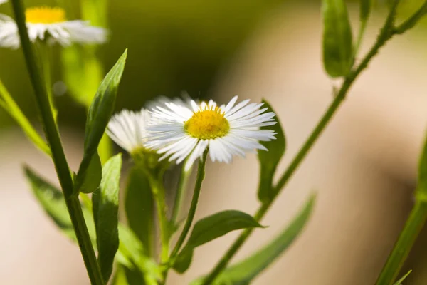 Kamille Bloemen Een Wazige Achtergrond Detail Voor Ontwerp Ontwerpelementen Een — Stockfoto