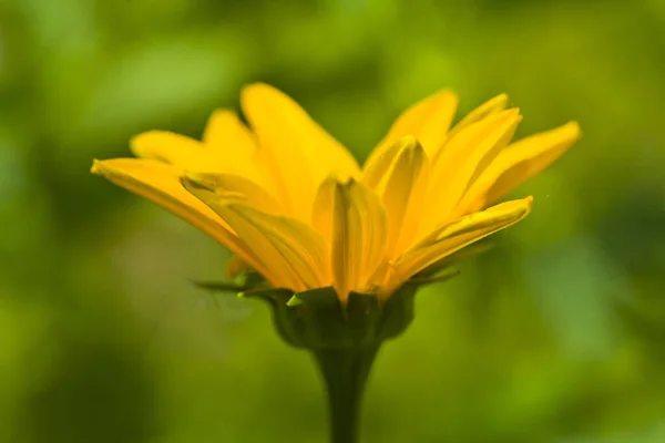 Rudbeckia Blüht Vor Verschwommenem Hintergrund Detail Für Design Designelemente Makro — Stockfoto