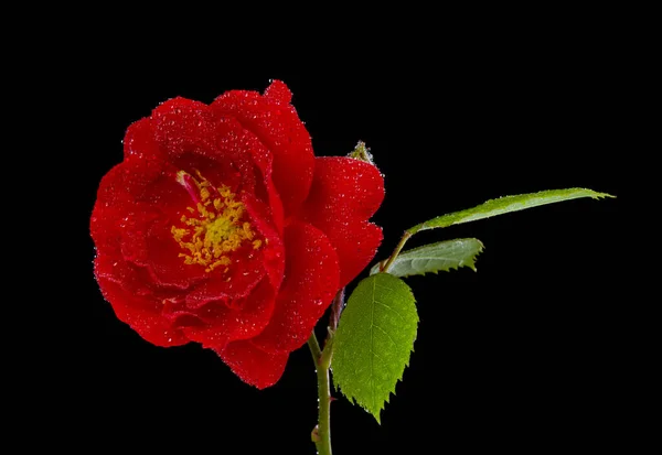 Rote Rose Wassertropfen Vereinzelt Auf Schwarzem Hintergrund Detail Für Design — Stockfoto