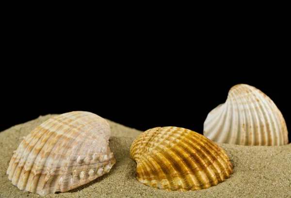 Seashells Sulla Sabbia Isolata Uno Sfondo Nero Dettaglio Design Elementi — Foto Stock