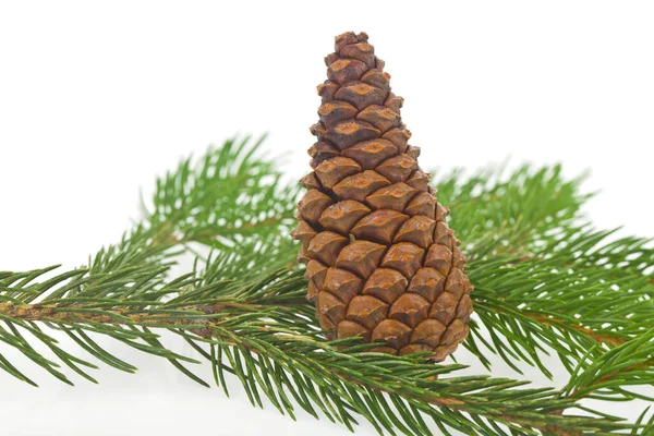 Ramo Verde Uma Árvore Natal Com Cones Isolados Fundo Branco — Fotografia de Stock