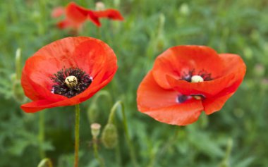 gelincik çiçekleri