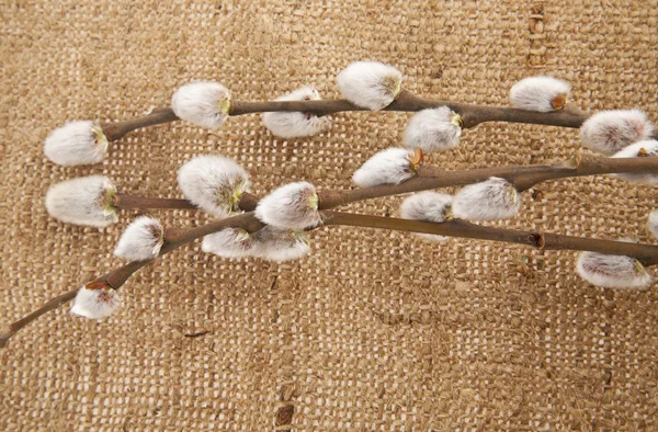 Branch of pussy-willow — Stock Photo, Image