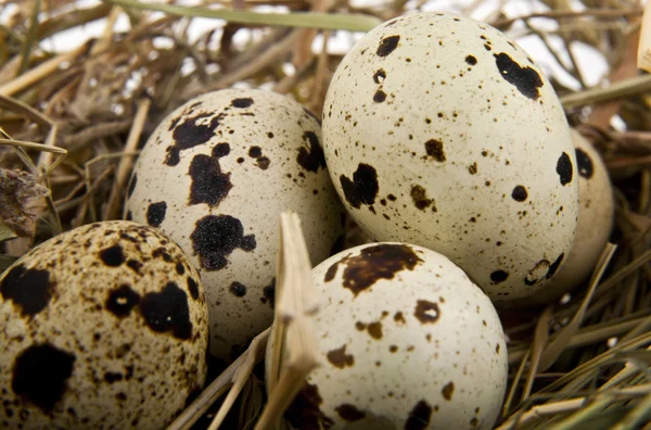 杭の卵 — ストック写真