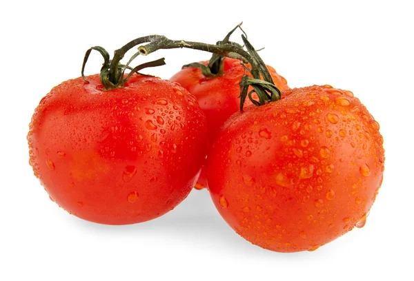 Pomodori su bianco — Foto Stock