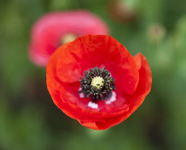 Flor de papoula — Fotografia de Stock