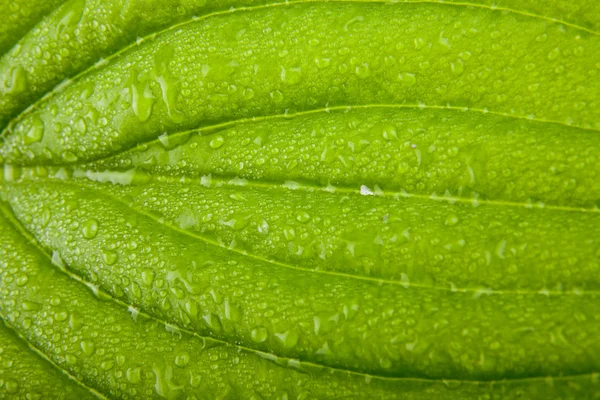 Hoja verde — Foto de Stock