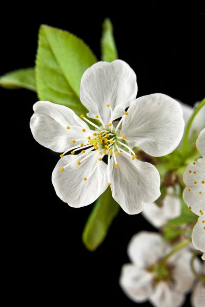 Flowers of cherry — Stock Photo, Image