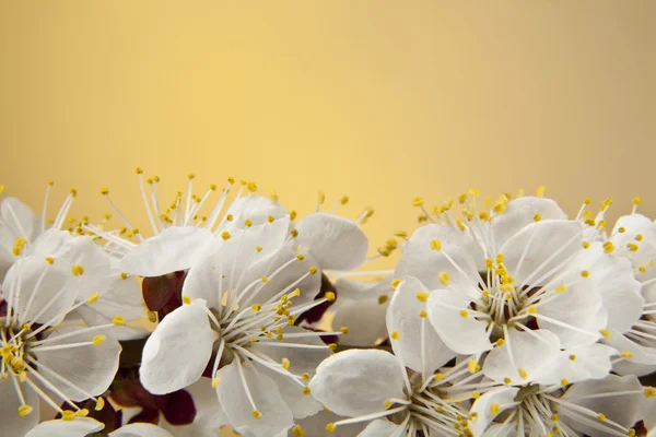 Bloemen van abrikoos — Stockfoto