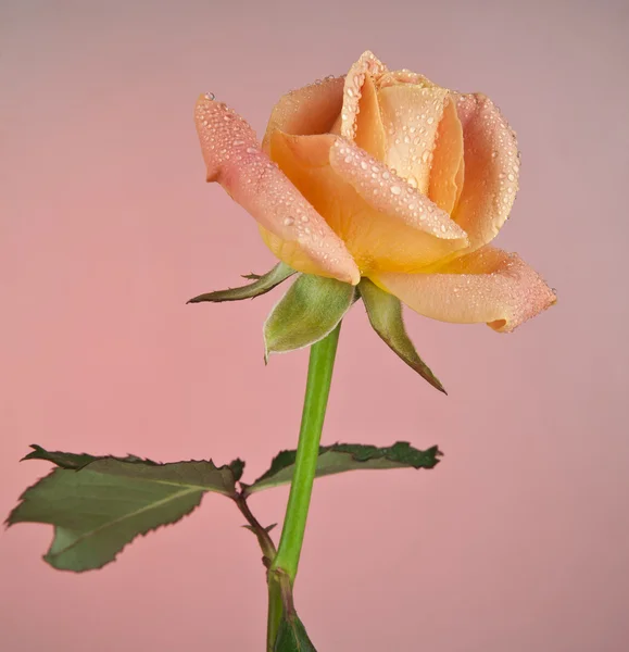 Rose isolated — Stock Photo, Image