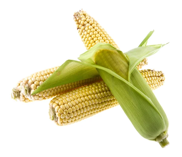 白玉米 — 图库照片