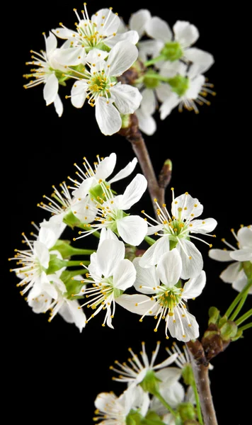 Blommor av körsbär — Stockfoto