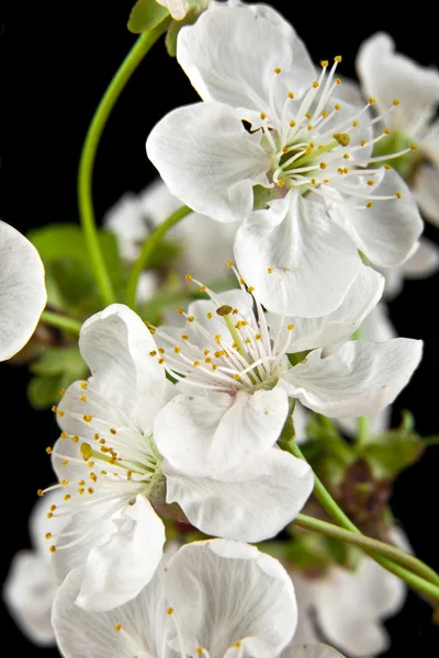 Blommor av körsbär — Stockfoto