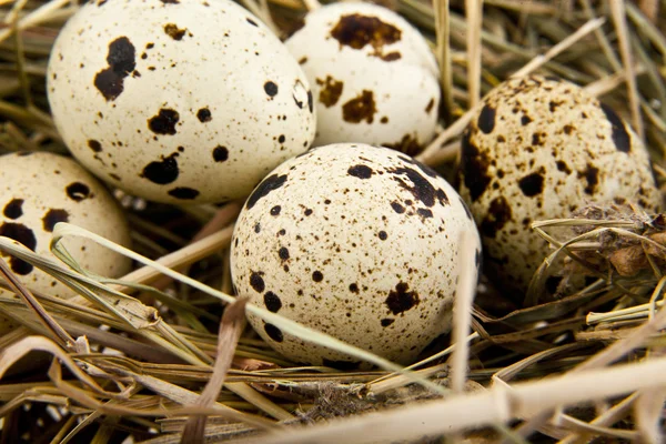 Stapel eieren — Stockfoto