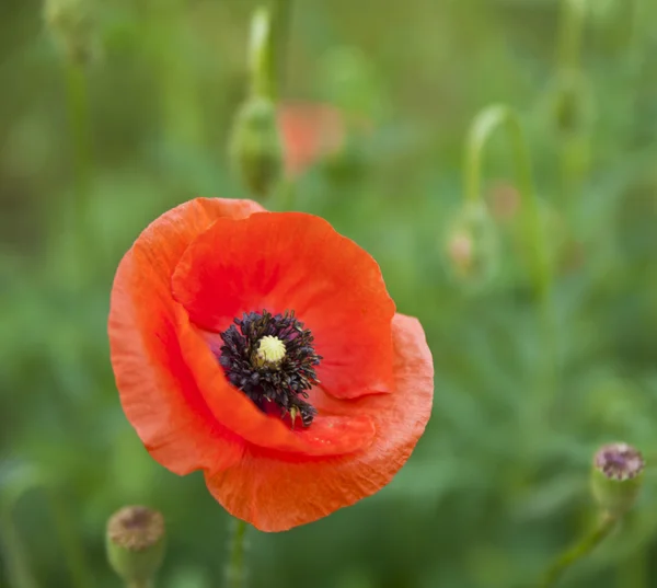 Flower of poppy — Stock Photo, Image