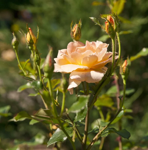 Yellow roses — Stock Photo, Image