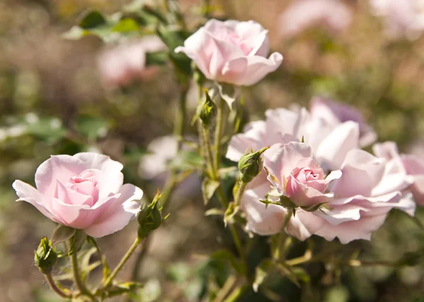 Gele rozen — Stockfoto