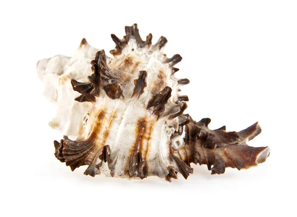 白のザルガイの殻 — ストック写真