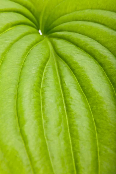 Hoja verde — Foto de Stock